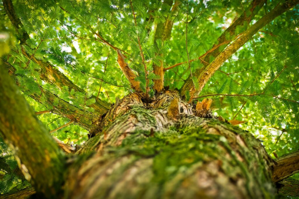 Nachhaltigkeit Baum
